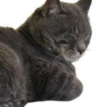 OngoGablogian_cat-removebg-preview